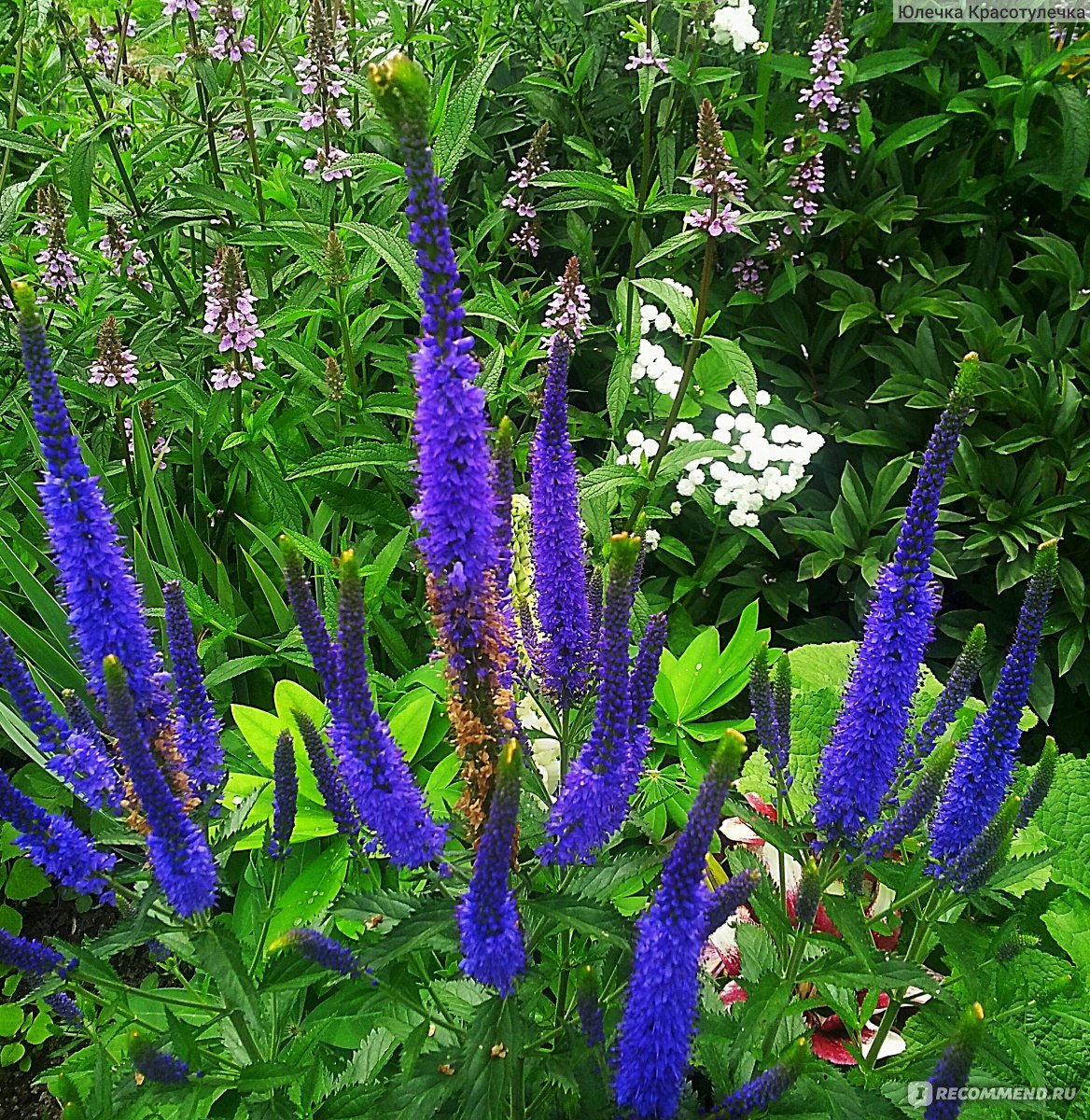 Вероника длиннолистная (Veronica longifolia)