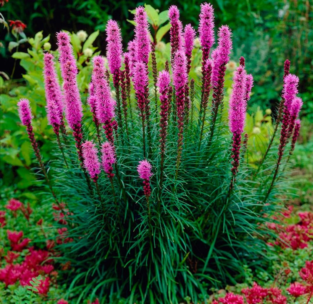 Лиатрис спиката spicata
