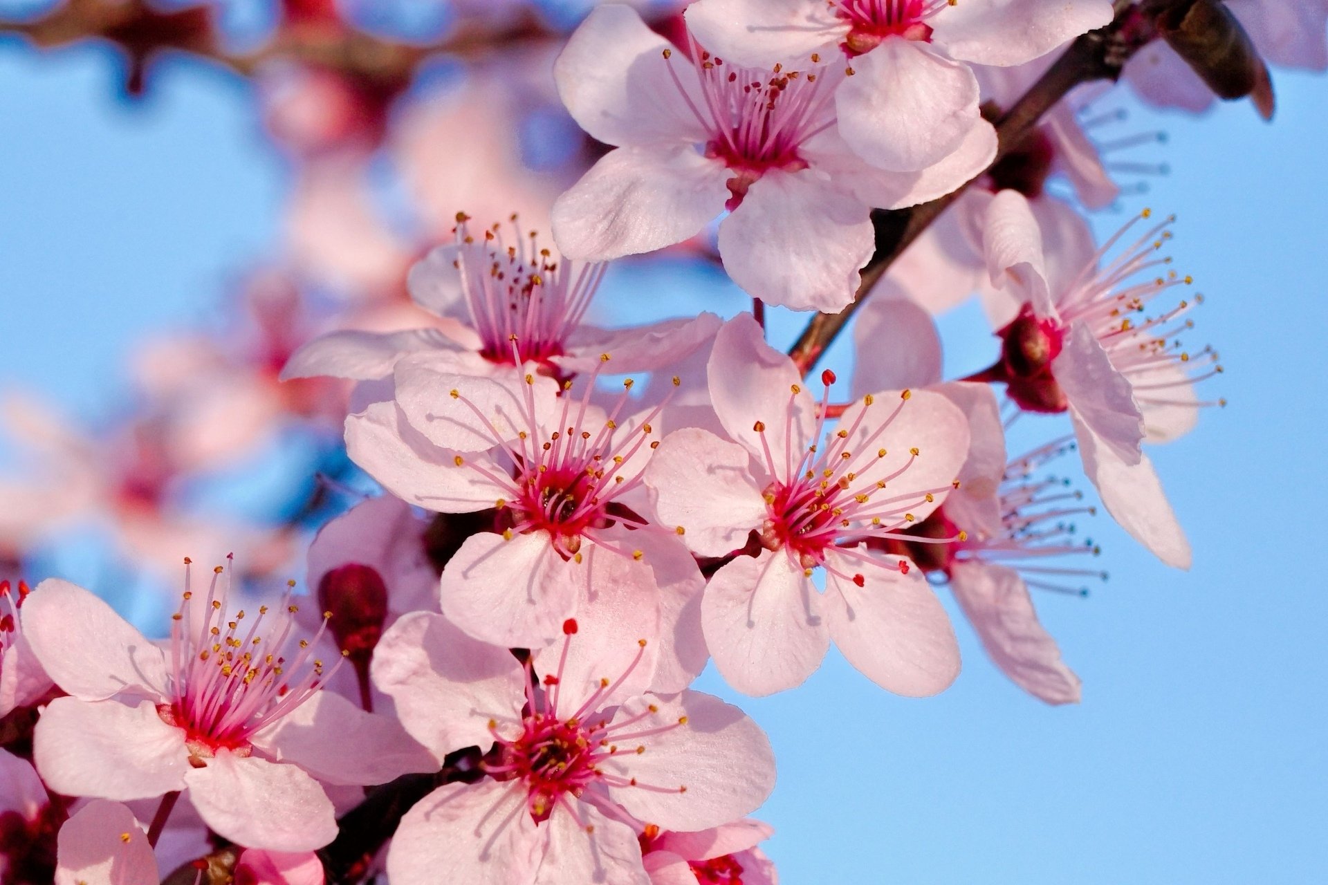 Цветы на ветке. Цветочки Сакуры. Цветы вишня Сакура. Размер цветка Сакуры.