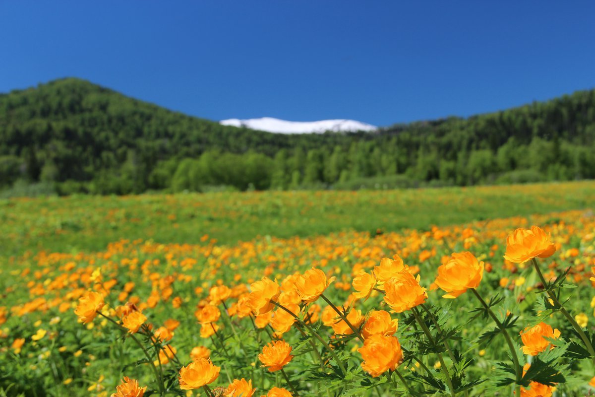 Купальница Сибирская