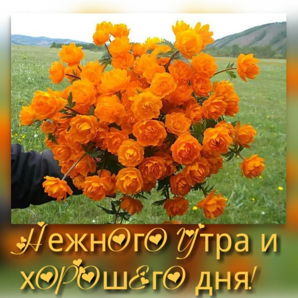 Красный огонек цветок