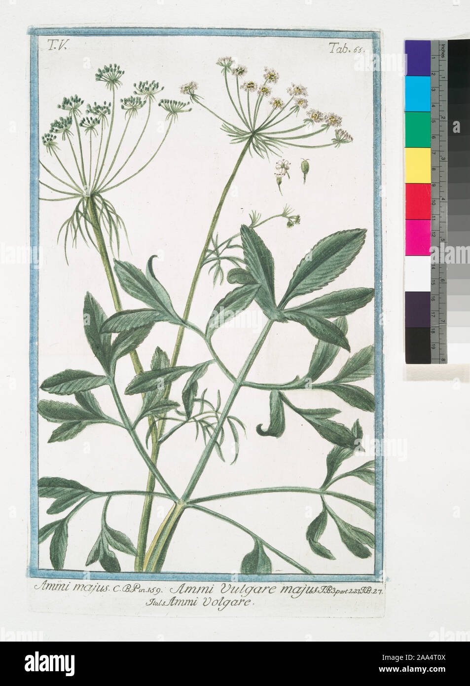 Ammi majus