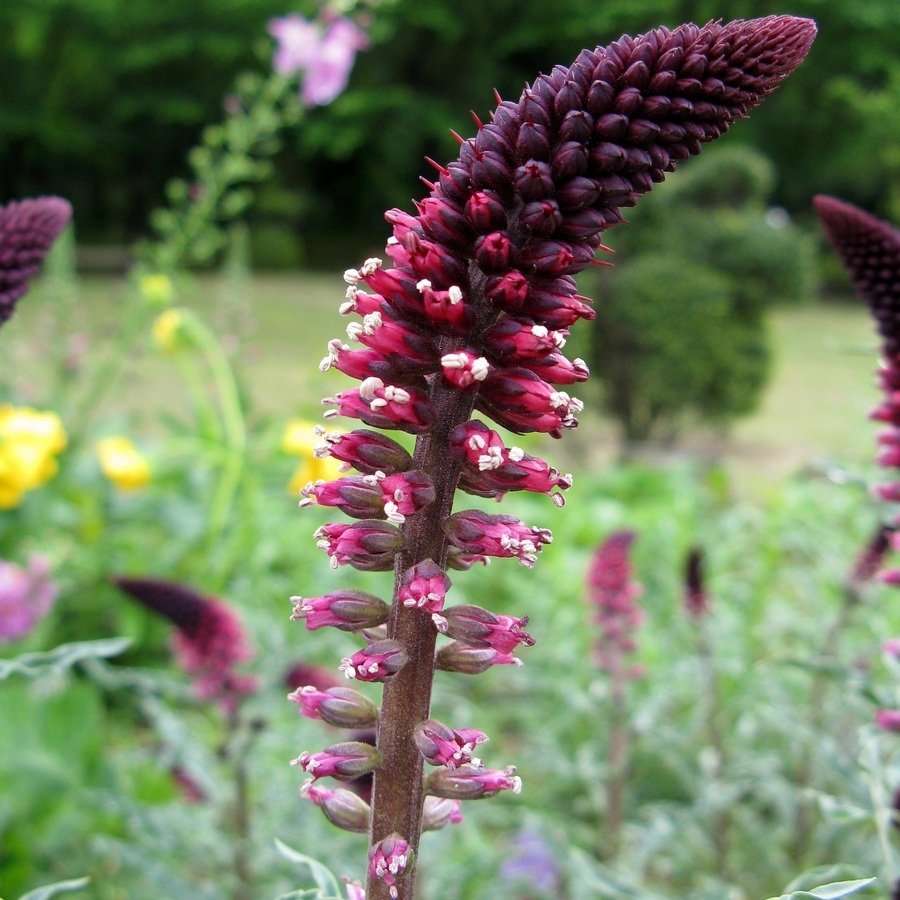 Вербейник точечный (Lysimachia punctata)