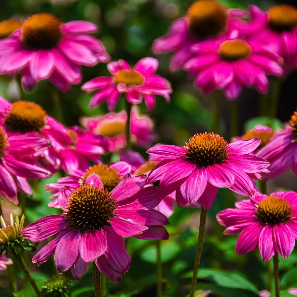 Эхинацея purpurea