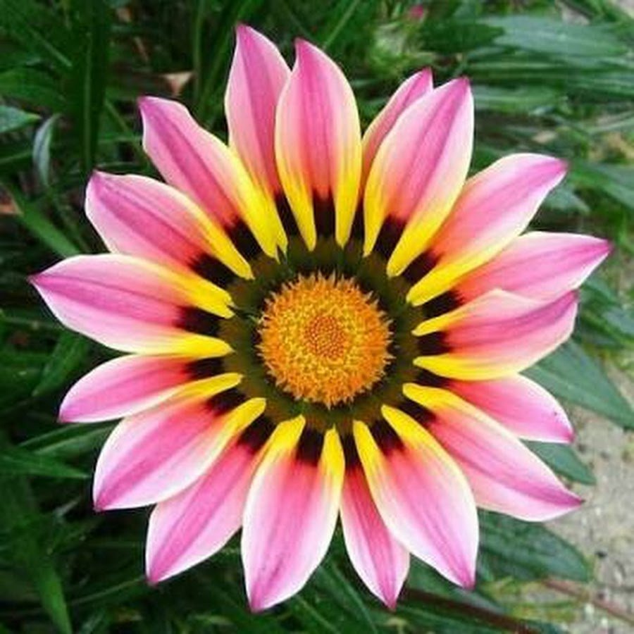 Gazania splendens