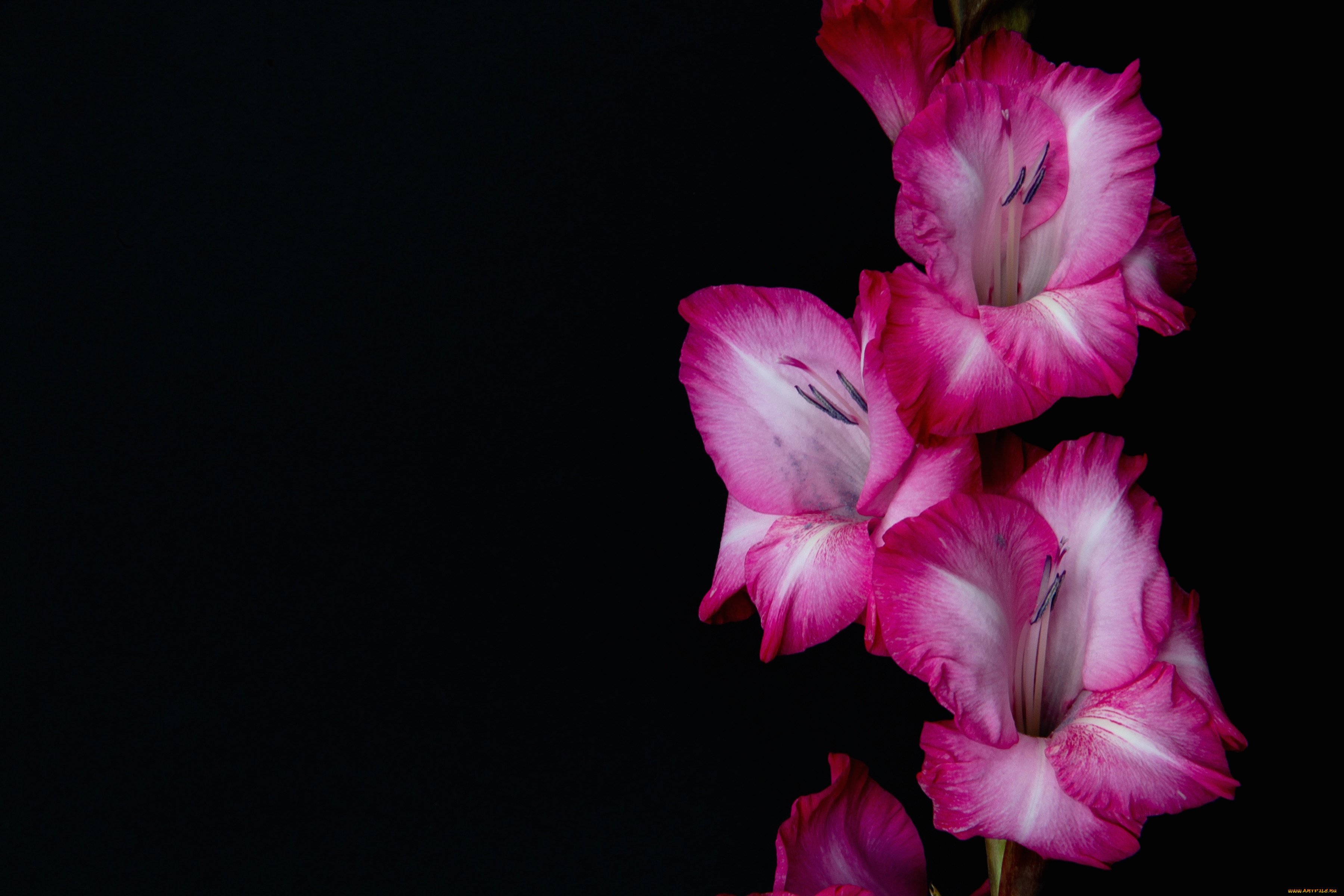 Света гладиолусы. Гладиолус цветок. Гладиолус розовый Мираж. Гладиолус Майндсет. Гладиолус Имоджен.