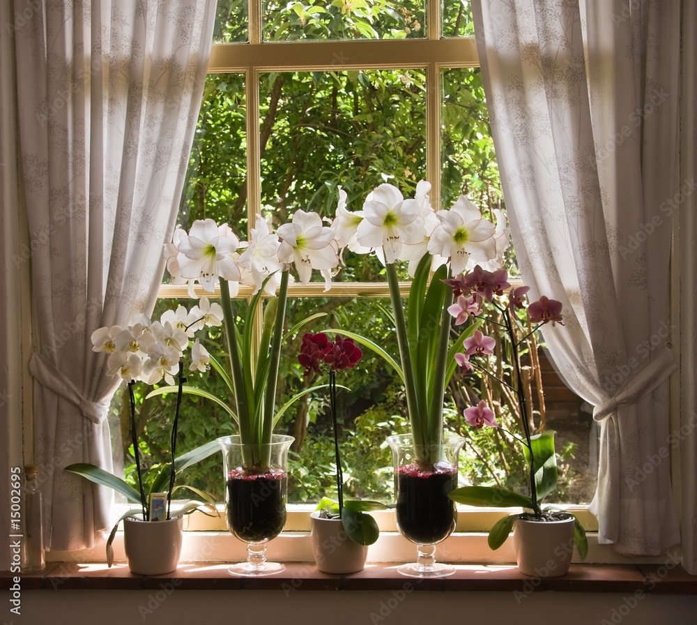 Орхидеи в горшках на подоконнике. Цветы на окне. Цветок в горшке на окне. Комнатные растения на окне. Подоконник с цветами.