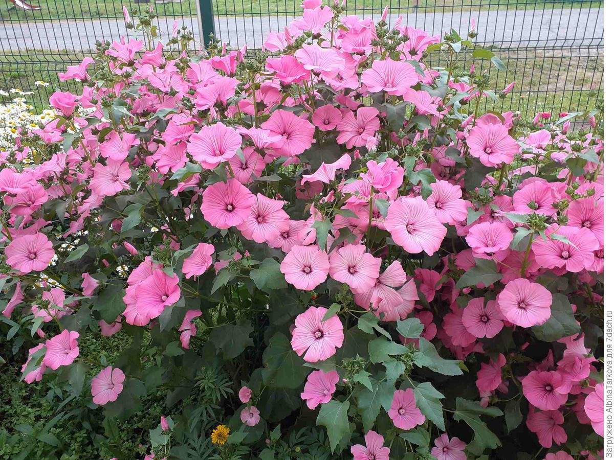 Мальва мускусная rosea
