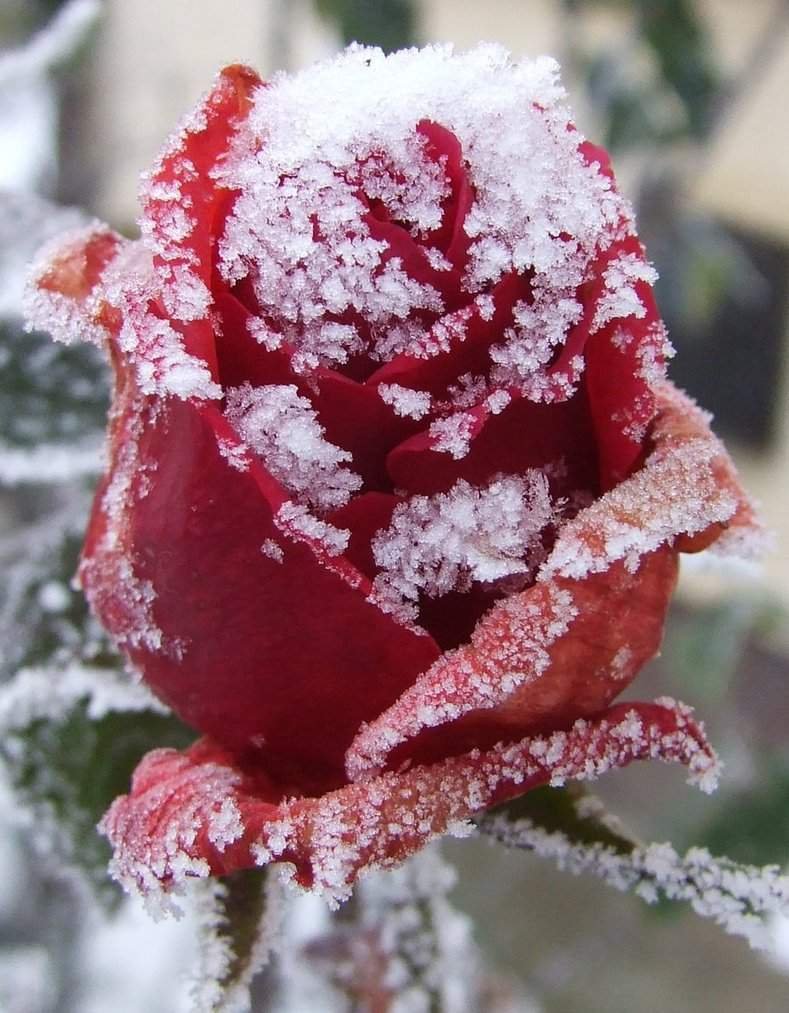 Цветок зима красивая