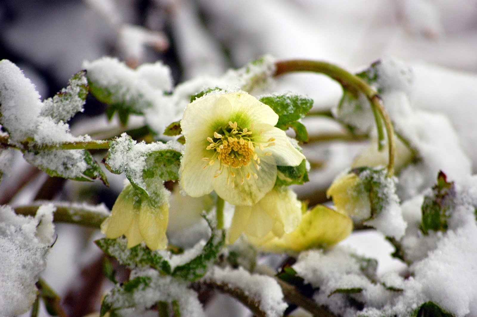 Красивые Цветы В Снегу