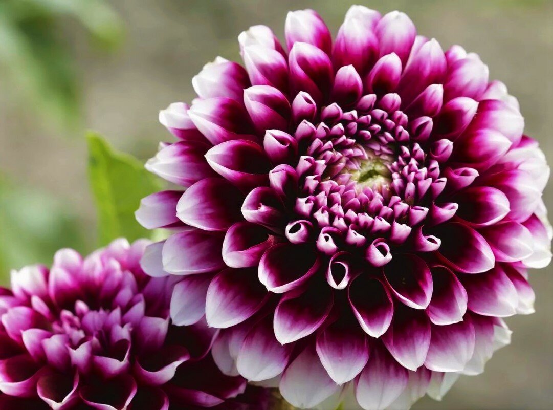 Георгины Dahlia