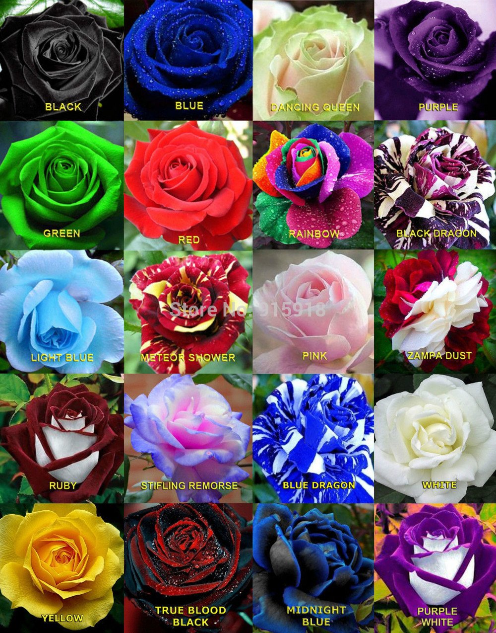 Разновидность цвета. Розы разных цветов. Розы разных сортов. Розы разного цвета. Розы разной расцветки.