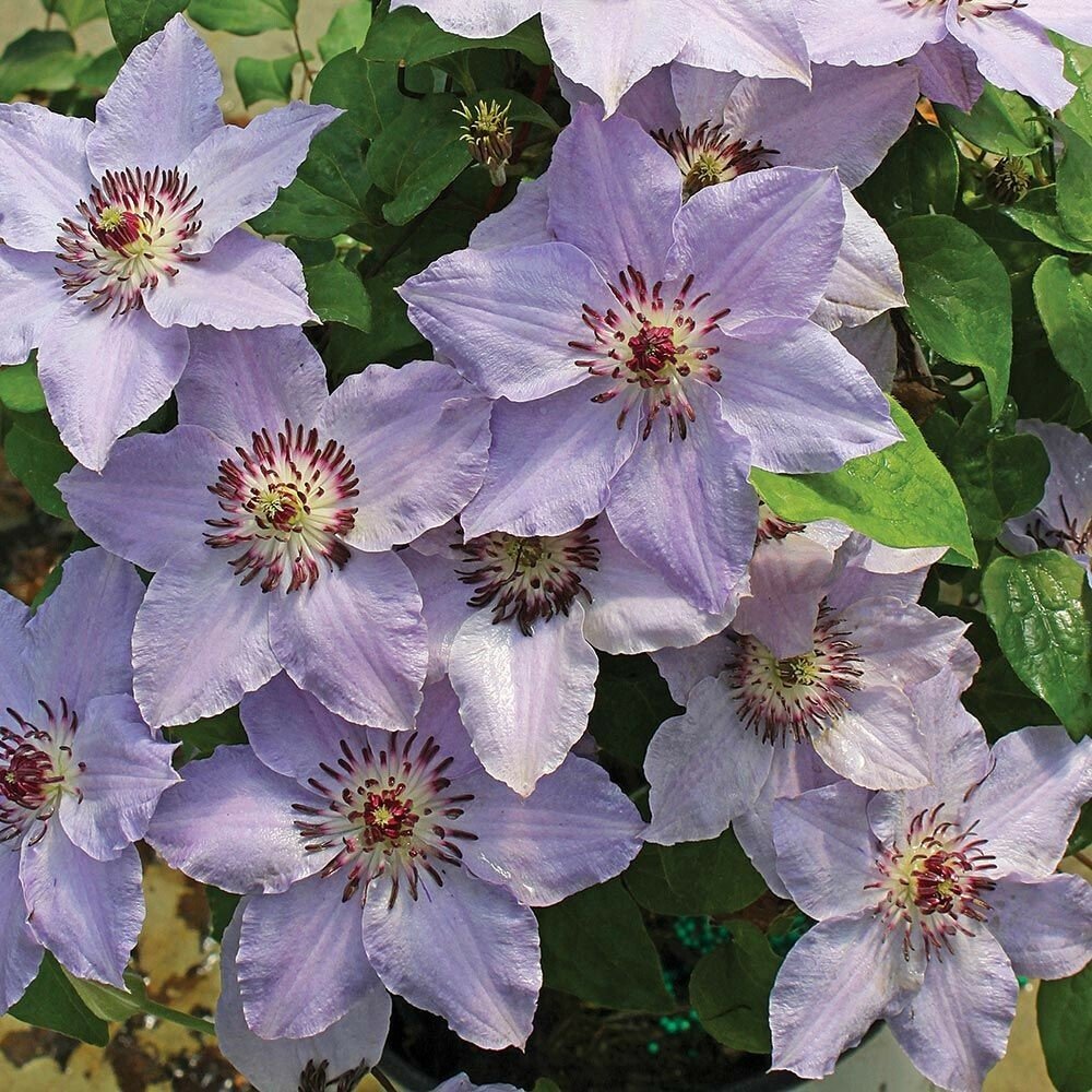 Клематис гибридный Myosotis