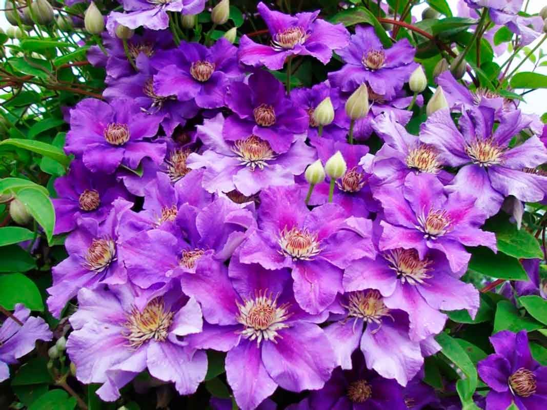 Клематис ашва Clematis Ashva