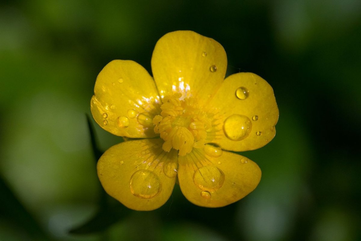 Лютик многолистный (Ranunculus polyphyllus)