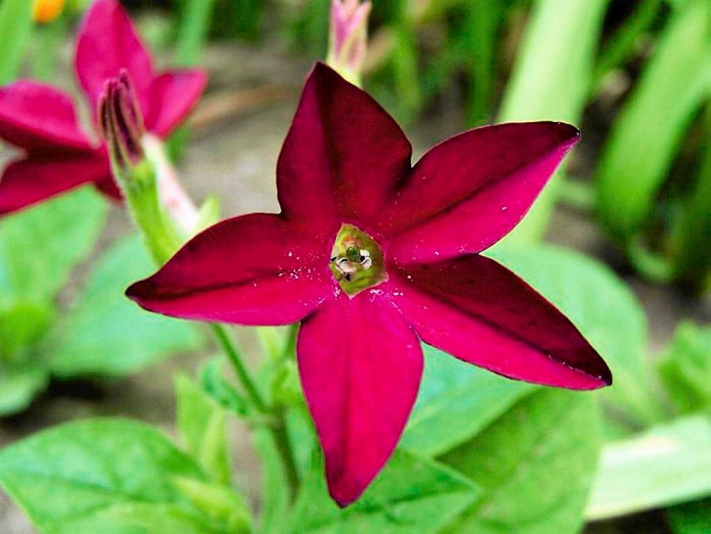 Табак душистый (Nicotiana alata)
