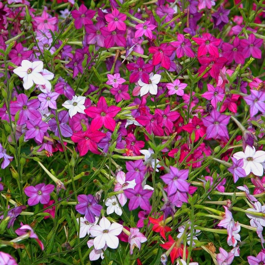 Табак душистый (Nicotiana alata)
