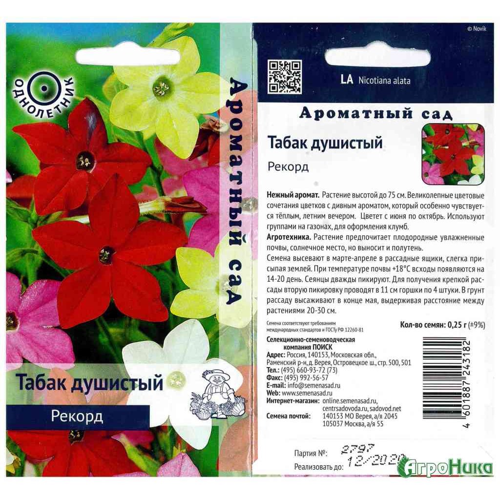 Табак душистый (Nicotiana alata)