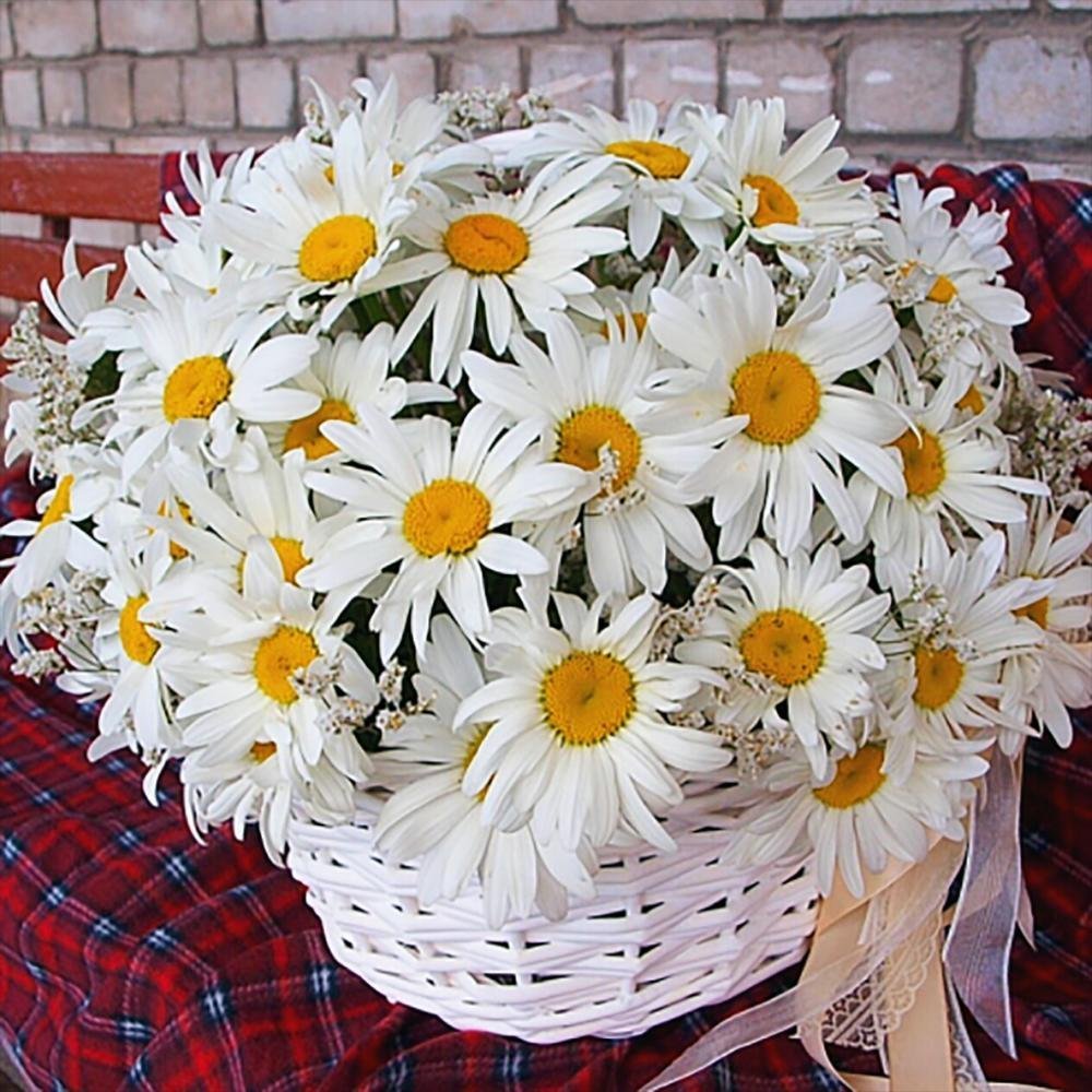 Брошенный букет ромашек