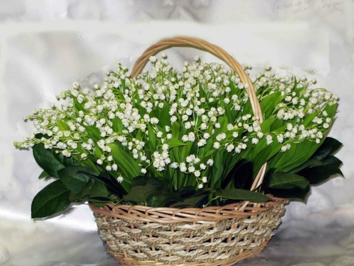 Ландыши Голландия