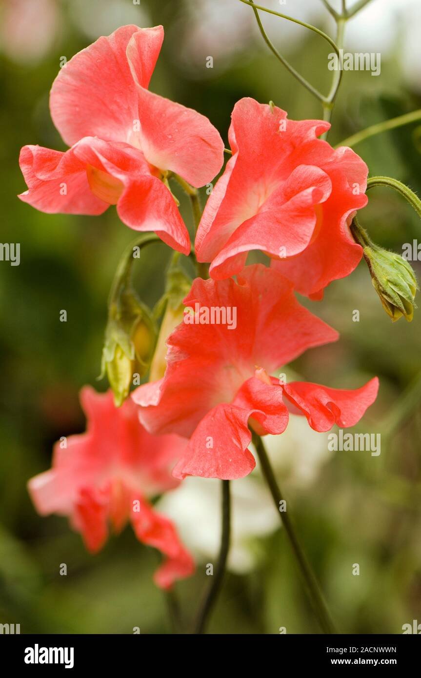 Латирус Sweet Pea