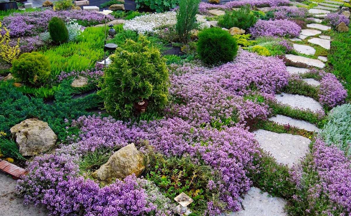 Тимьян ползучий (Thymus serpyllum 'Magic Carpet')