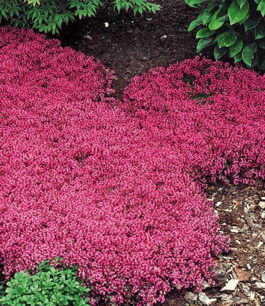 Тимьян ползучий (Thymus serpyllum)