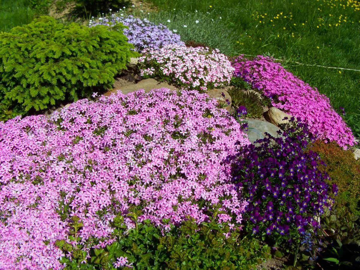 Тимьян ложнопушистый "Thymus"