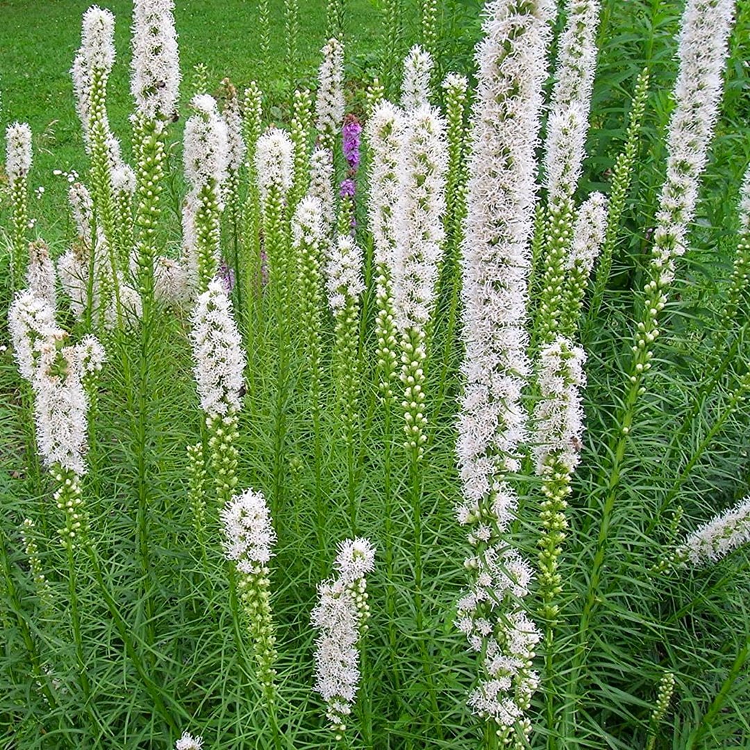 Лиатрис Floristan Weiss