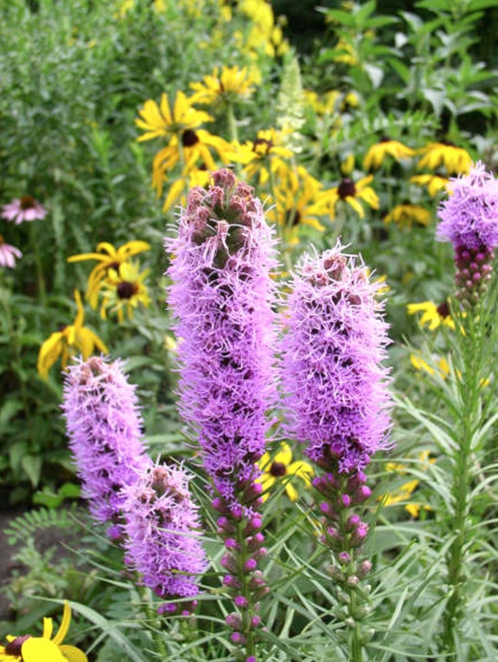 Лиатрис спиката spicata