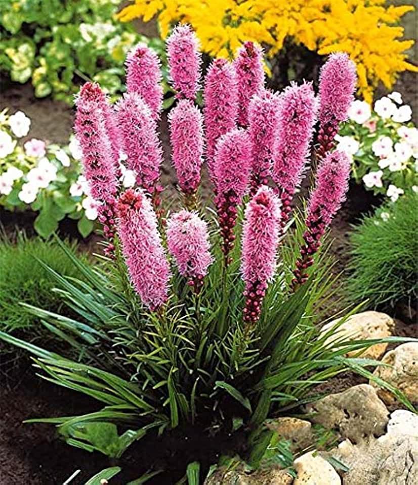 Лиатрис спиката spicata
