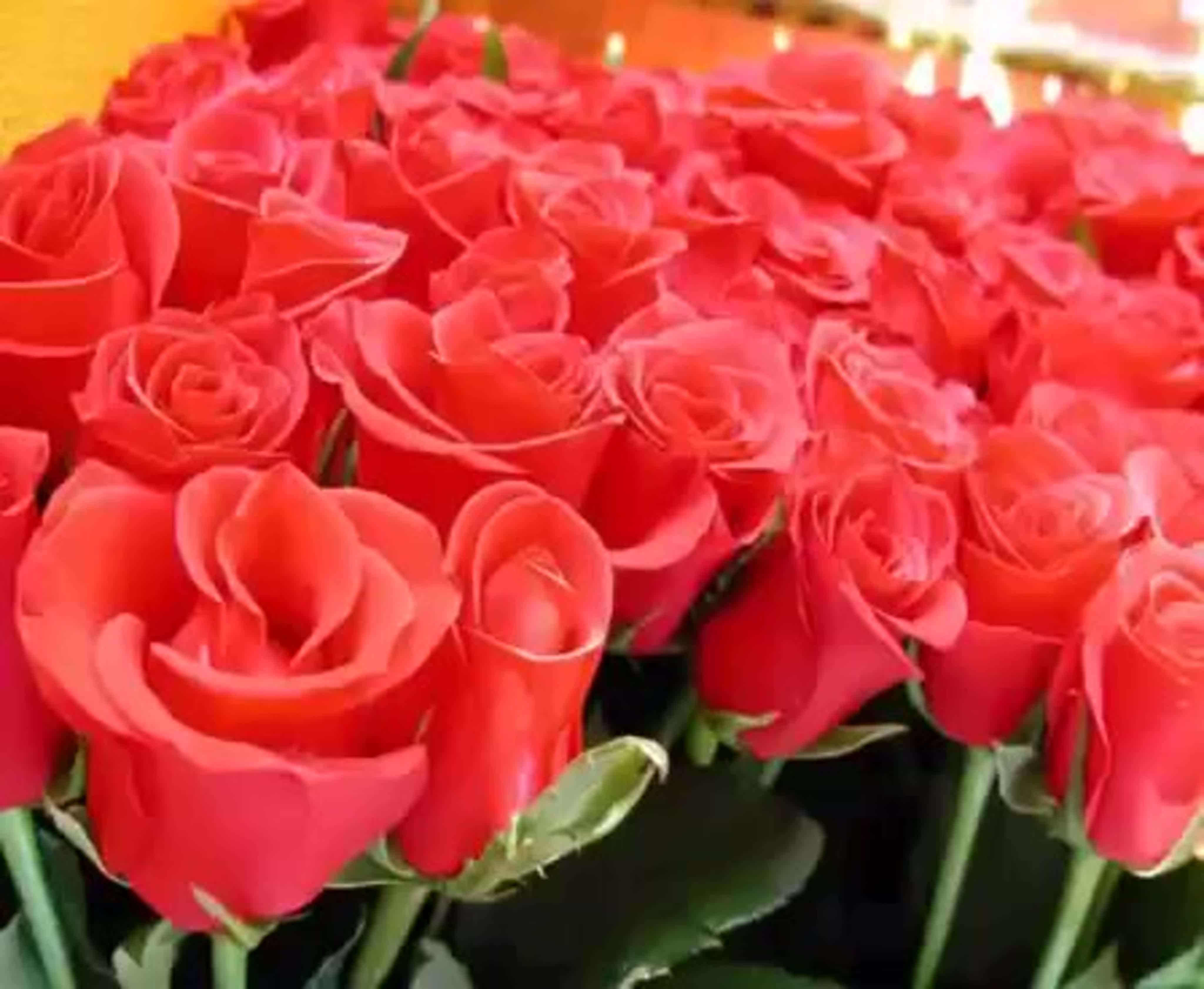 Красивые розы букеты с пожеланиями. Красивые розы. Шикарные цветы. Шикарный букет роз.