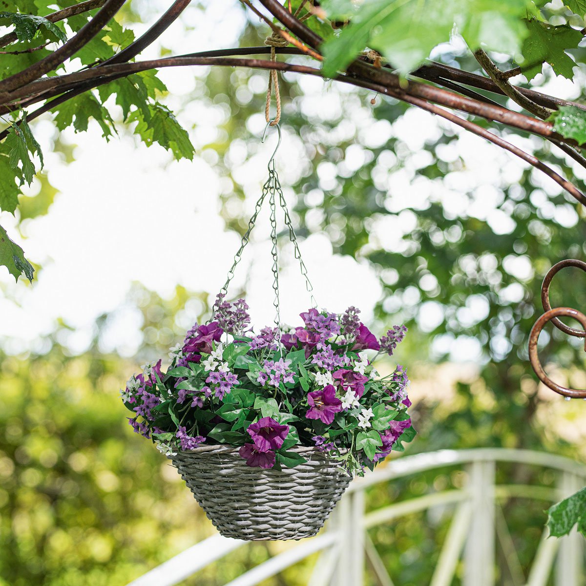 Лобелия маркиза ампельная