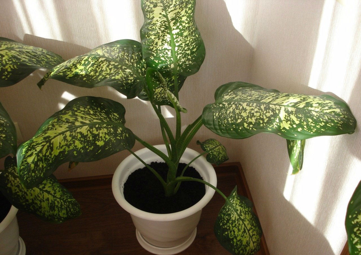 Codiaeum variegatum Кодиеум пестрый