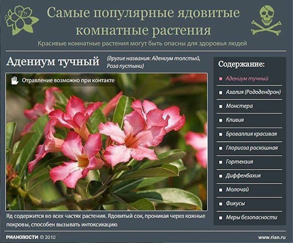 Полезные комнатные растения