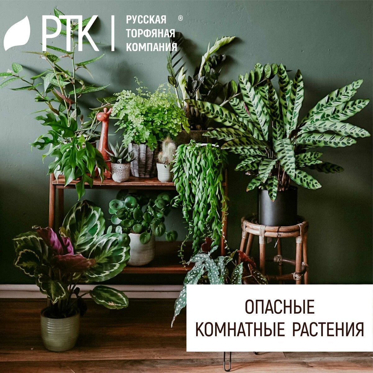 Ядовитые домашние цветы