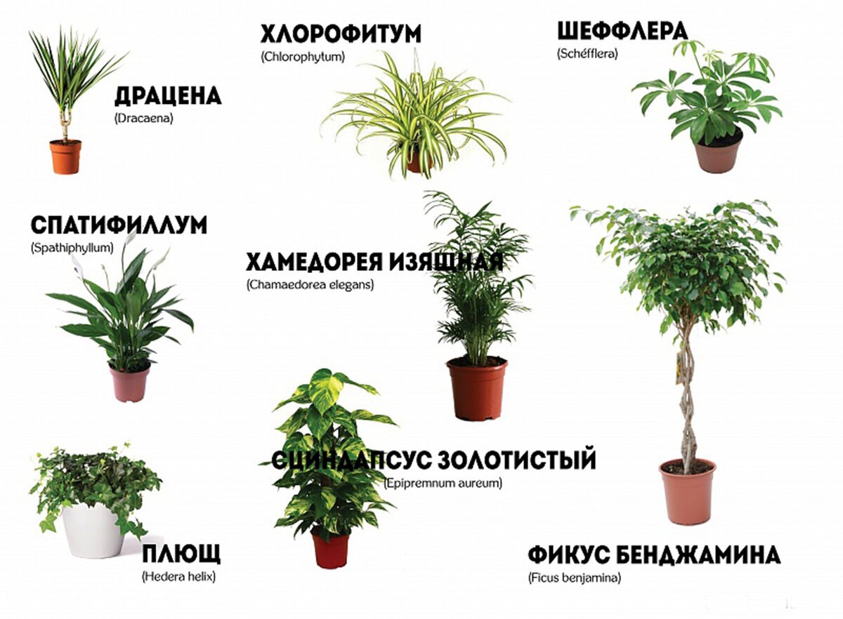 Диффенбахия Камилла