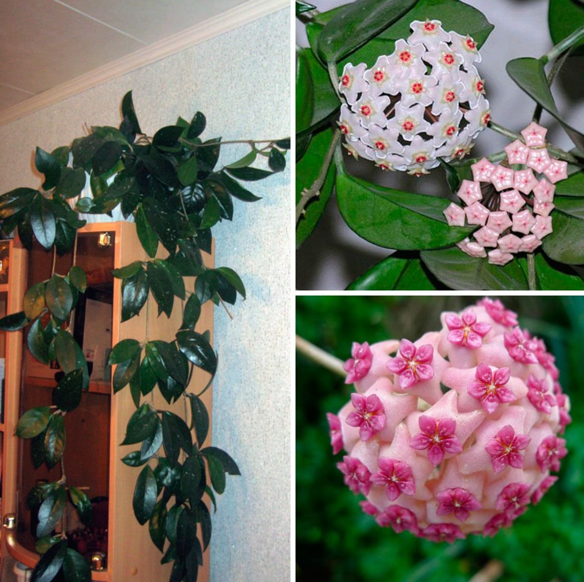 Монстера Делициоза (Monstera deliciosa)