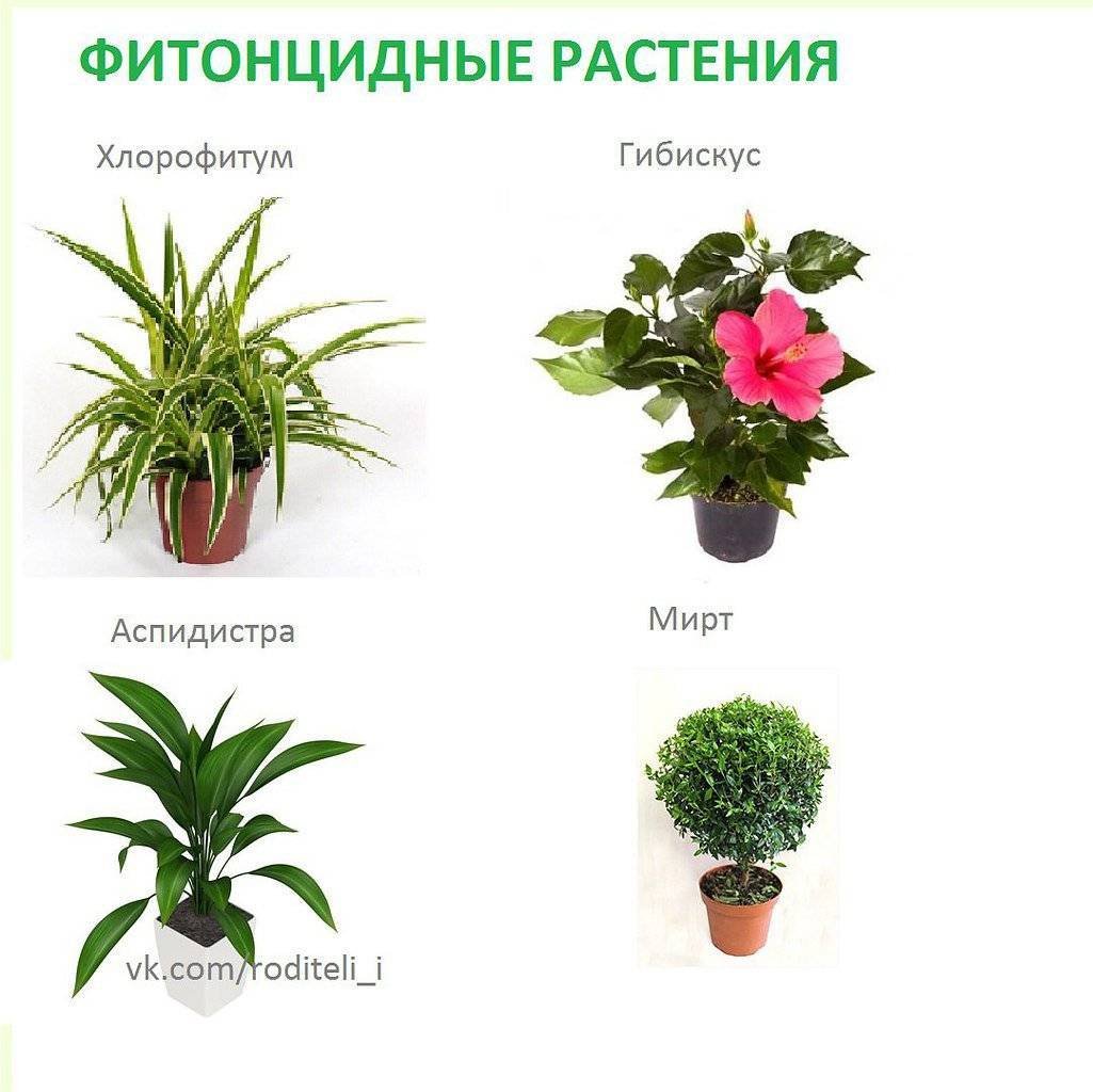 Диффенбахия Родина