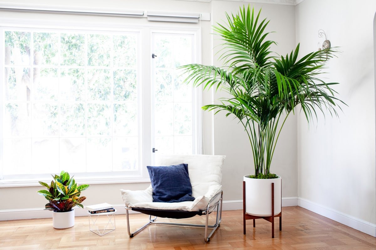 Zoom background House Plants