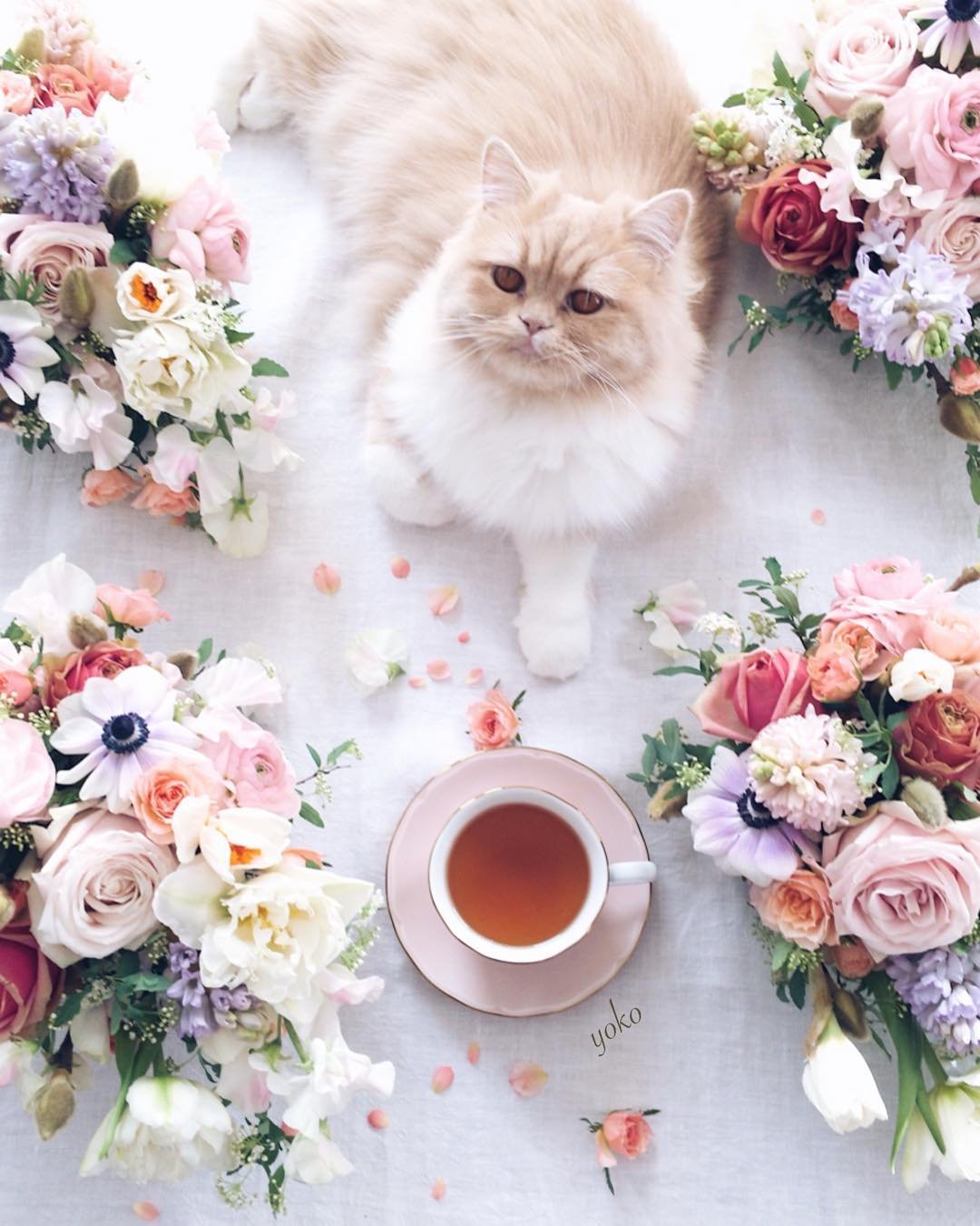Нежные цветы и коты