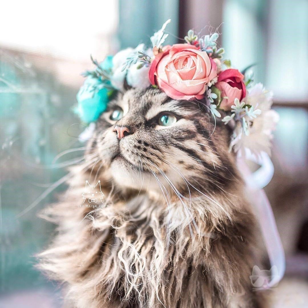 Кот с венком на голове