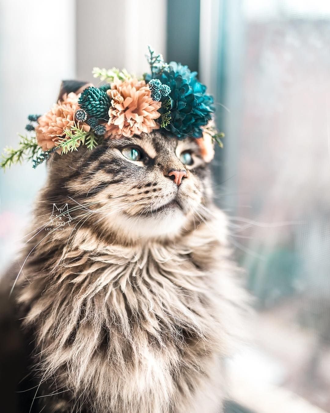 Кошка с венком на голове