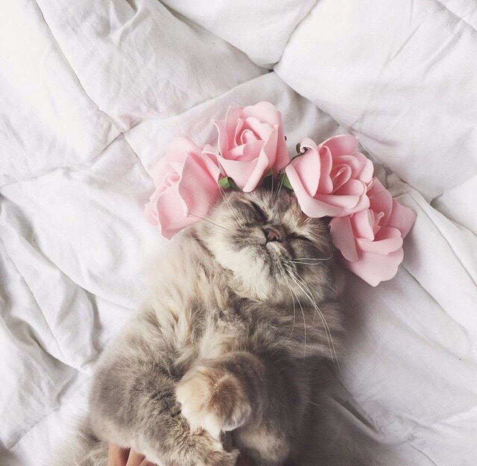Нежные котики