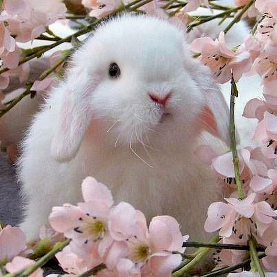 Весенний зайчик