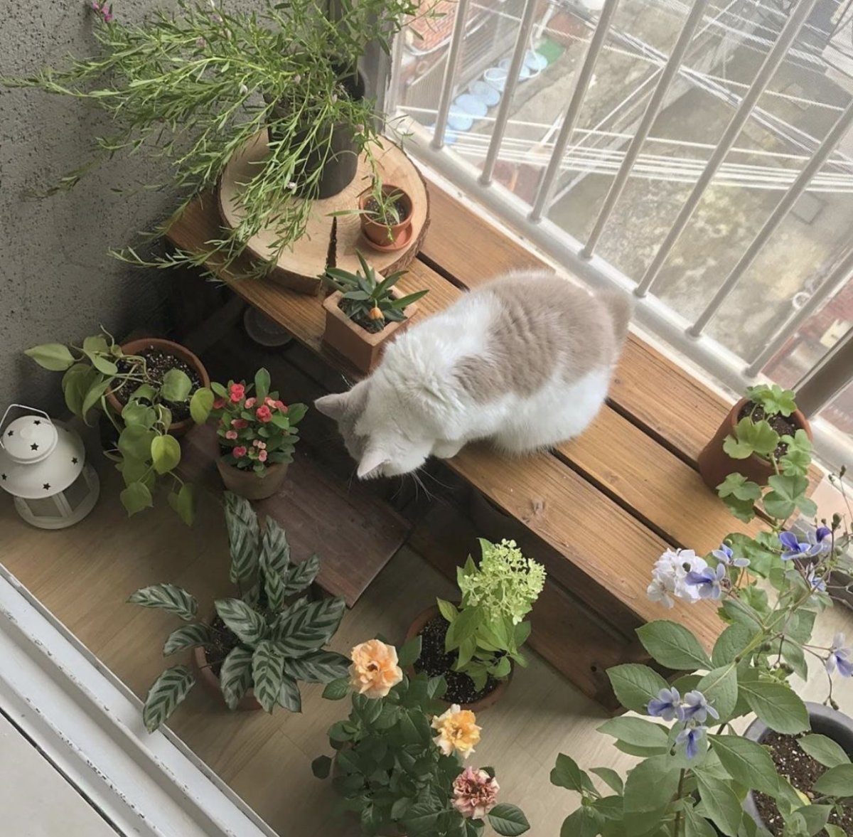 Домашние коты Эстетика