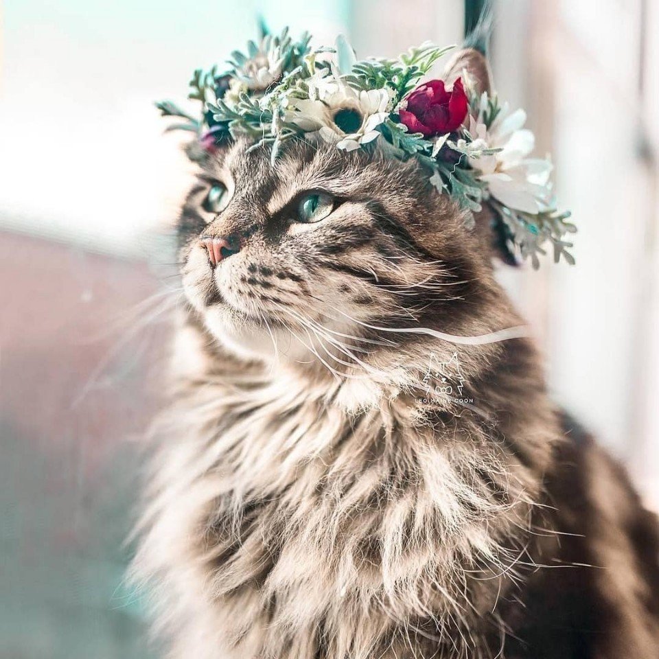 Кошка в венке