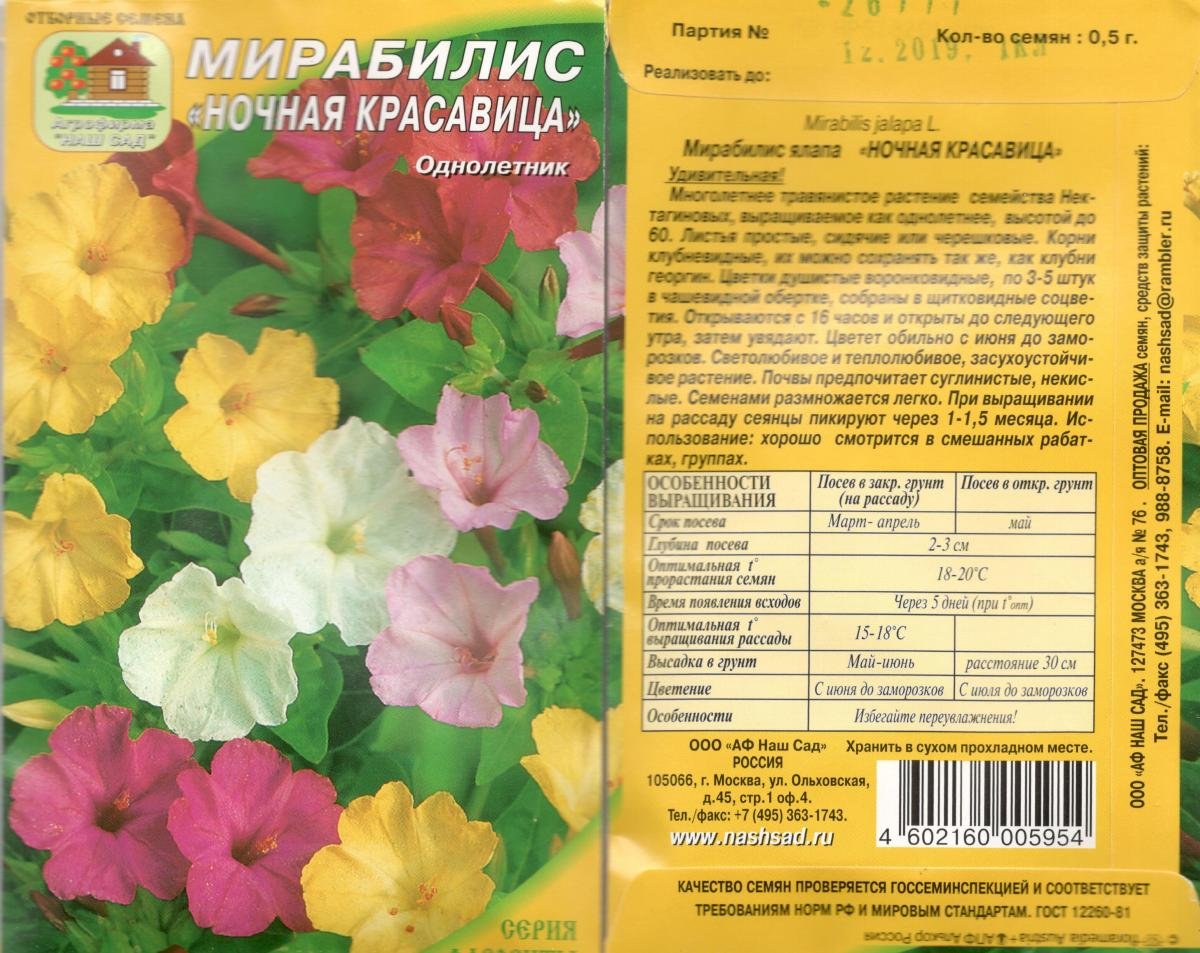 Mirabilis Jalapa пестролистность