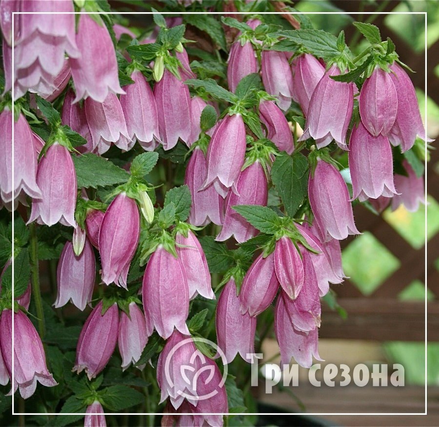 Клематис и Кампанула