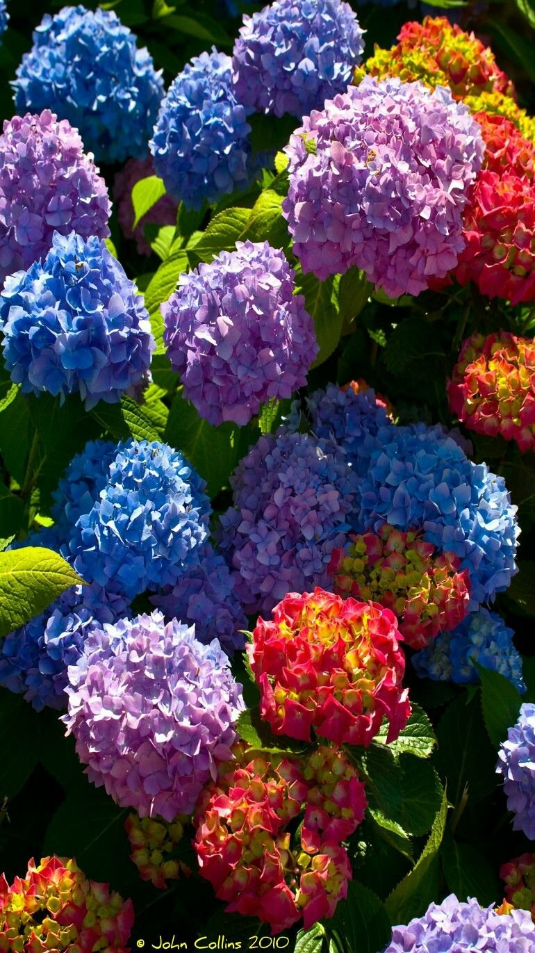 Гортензия Hydrangea
